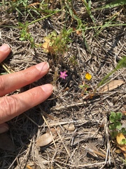 Centaurium pulchellum