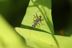 Phylloscyrtini
