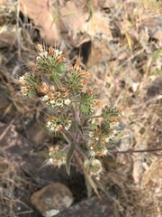 Phacelia heterophylla