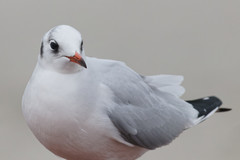 Chroicocephalus ridibundus