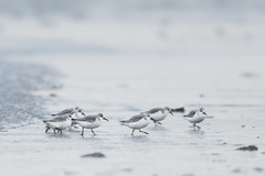 Calidris alba