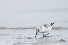 Calidris alba