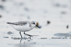 Calidris alba