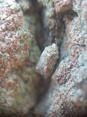 Luffia ferchaultella