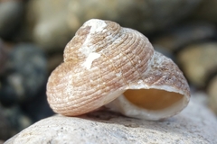 Tegula patagonica