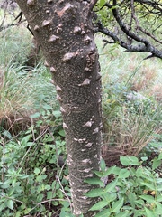 Zanthoxylum coco