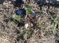 Sonchus oleraceus