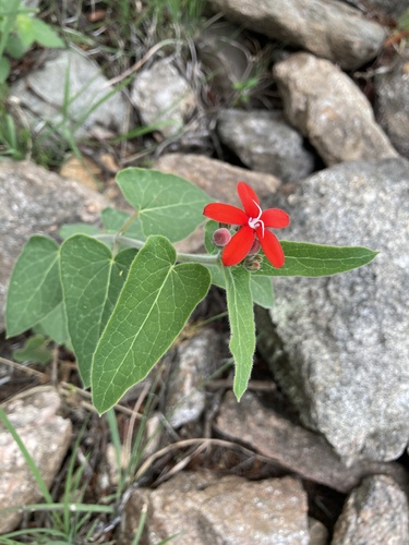 Oxypetalum coccineum, photograph 3