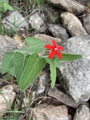 Oxypetalum coccineum