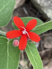 Oxypetalum coccineum