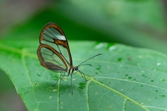Ithomia agnosia zikani
