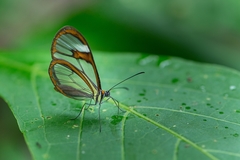 Ithomia agnosia zikani