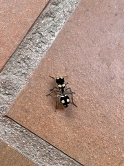 Hoplomutilla insignis