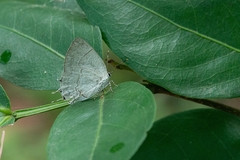 Symbiopsis lenitas