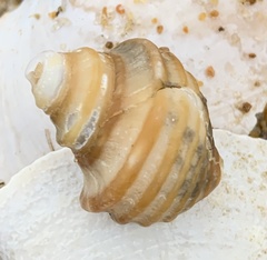 Neptunea decemcostata