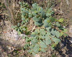 Ziziphus mauritiana