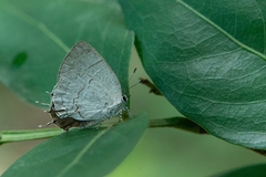 Symbiopsis lenitas