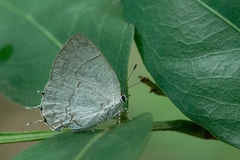 Symbiopsis lenitas