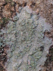Lecanora barkmaniana