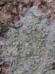 Lecanora barkmaniana