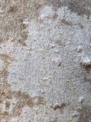 Lecanora barkmaniana
