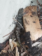 Mokopirirakau