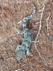 Mokopirirakau