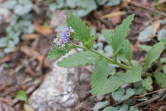 Heliotropium nicotianifolium