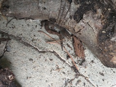 Mokopirirakau