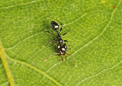 Orectognathus phyllobates