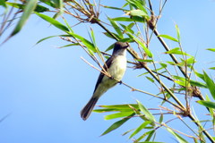 Myiarchus swainsoni