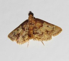 Pyralis manihotalis