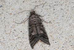 Cryptoblabes euraphella