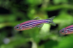 Danio rerio