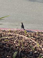 Euphagus cyanocephalus