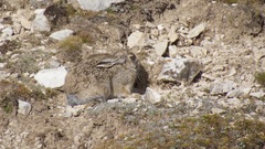 Lepus oiostolus