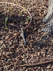 Euphagus cyanocephalus