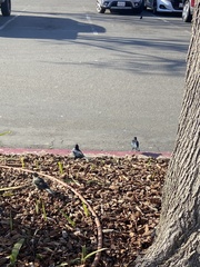 Euphagus cyanocephalus