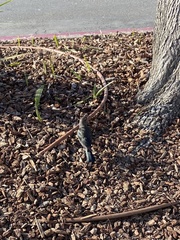 Euphagus cyanocephalus