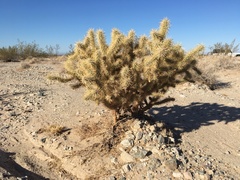 Cylindropuntia echinocarpa