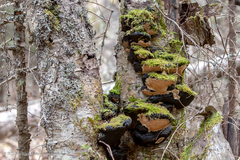 Phellinus lundellii