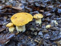Cantharellus californicus