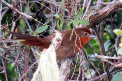 Phacellodomus ferrugineigula