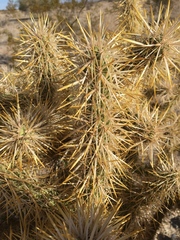 Cylindropuntia echinocarpa