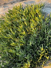 Senecio barbertonicus