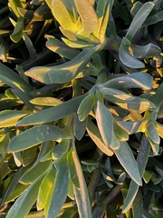 Senecio barbertonicus