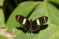 Heliconius sara