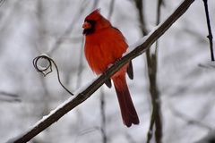 Cardinalis cardinalis