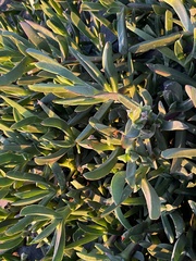 Senecio barbertonicus