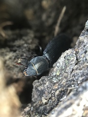 Tenebroides americanus